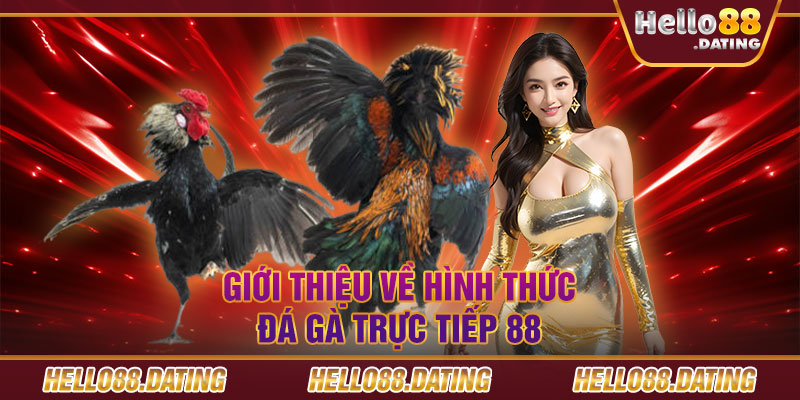 Giới thiệu về hình thức đá gà trực tiếp 88